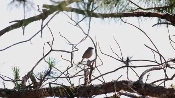 Seen Facing Right While Perched Pine Branch Grey Bush Chat — Vídeo de Stock