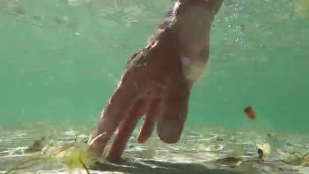 Kopanie Przynęty Skorupiaki Oceanie Własnoręcznie Płytkiej Wodzie — Wideo stockowe