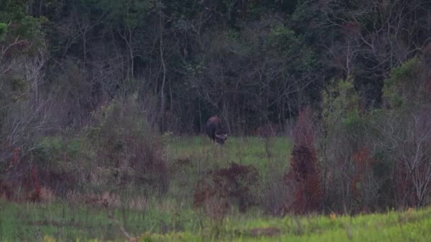 Individuo Visto Pastando Espacio Abierto Cerca Del Bosque Gaur Bos — Vídeos de Stock