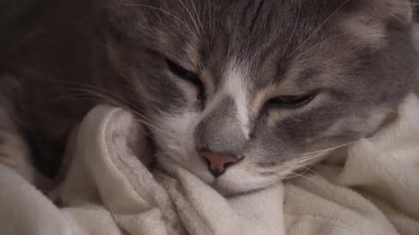 Close Cute Gray Cat Falling Asleep Cozy White Blanket Indoors — Stock videók