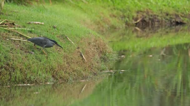 Target Locked Waits Motionless Edge Pond Striated Heron Butorides Striata — Stockvideo