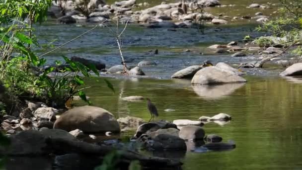 Seen Top Rock Windy Afternoon Stream While Looks Chinese Pond — Stockvideo