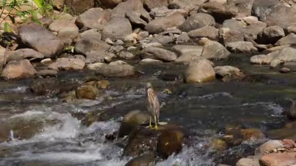 Látták Patak Közepén Egy Sziklán Miközben Víz Gyorsan Folyik Kínai — Stock videók