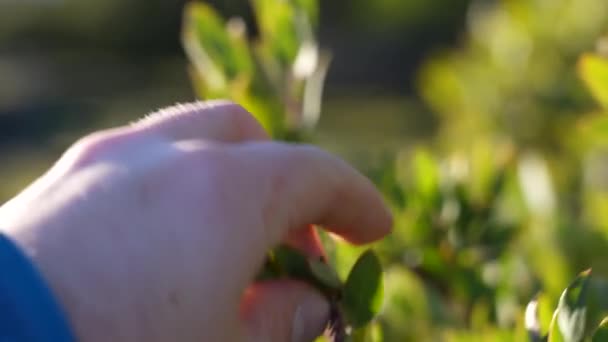 Male Hiker Grabs Arbutus Tree Leaves Summit Lone Tree Hill — Stok video