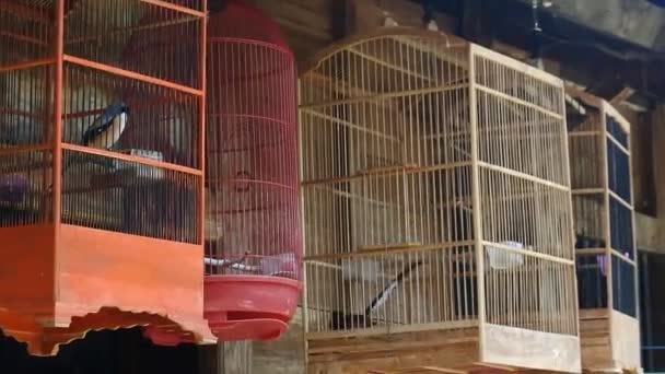 笼中的雀鸟 笼中的宠物 Hd视频鸟类市场 — 图库视频影像