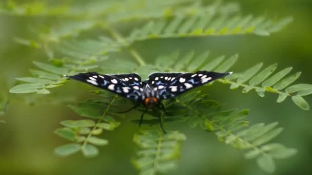 Mariposa Encaramada Las Malas Hierbas Macro Video — Vídeos de Stock