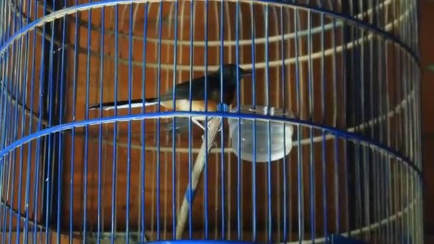 Aves Una Jaula Mascotas Jaulas Video Mercado Aves — Vídeos de Stock