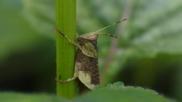 Konik Polny Zbliżenie Wideo Zielony Konik Polny Siedzi Łodydze Rośliny — Wideo stockowe