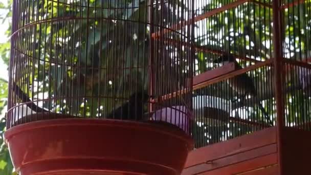 Ptaki Klatce Zwierzęta Klatkach Video Rynek Ptaków — Wideo stockowe