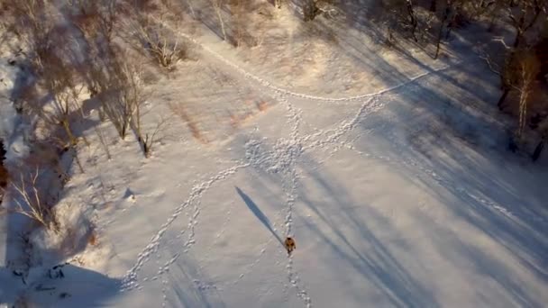 男は冬に白い雪の上を歩く マサチューセッツ州 空中風景 — ストック動画