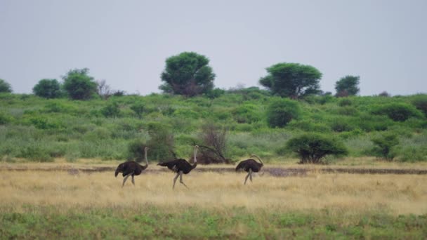 Drie Struisvogels Wandelen Langs Het Grasland Van Centraal Kalahari Natuurreservaat — Stockvideo