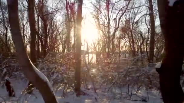 Solstråle Genom Vinterskogen Magiska Snöiga Träd Squantum Massachusetts Julkoncept — Stockvideo