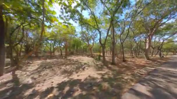Aerial Flight Park Many Trees Dried Ground Sunny Day Santo — Video Stock
