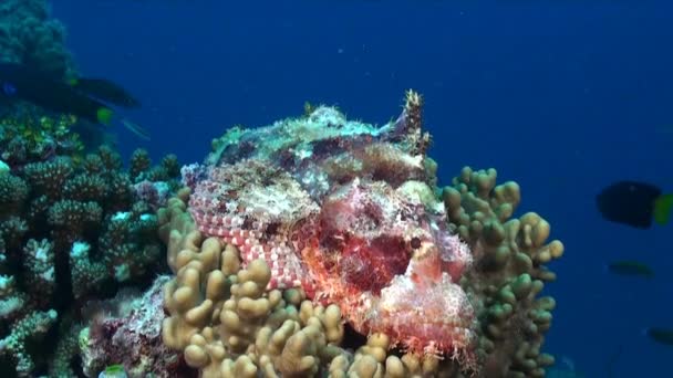 Scorpionfish Close Ξαπλωμένος Μαλακό Κοράλλι Βαθύ Μπλε Φόντο — Αρχείο Βίντεο