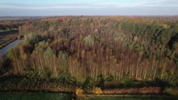Aerial Descend Approach Planted Birch Harvest Woods Forest Sunrise Colorful — Video Stock