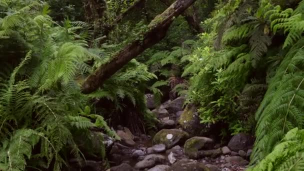 Deep Lush Green Forests Island Madeira Little Brooklet Located — Wideo stockowe