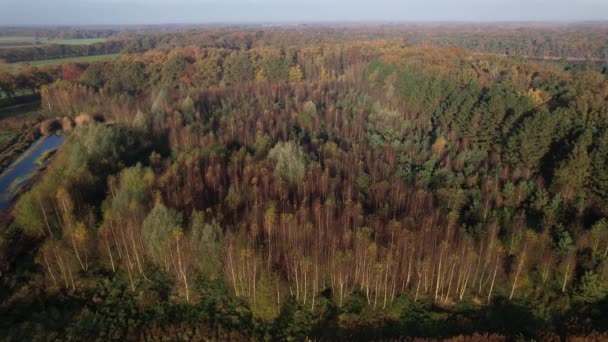 Cultivated Birch Forest Autumn Colored Woods Seen Dutch Province Noord — Video Stock