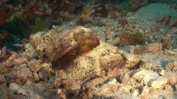 Humpback Scorpionfish Caminando Sobre Arrecife — Vídeos de Stock