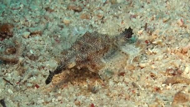 飞蛾飞蛾鱼在沙质洋底行走 — 图库视频影像