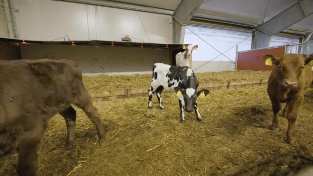 Petits Veaux Vaches Debout Dans Parc Engraissement Dans Une Exploitation — Video