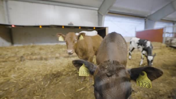 疑問のふくらはぎのスニッフィングやカメラのレンズを見て 酪農場の飼料の牛 — ストック動画