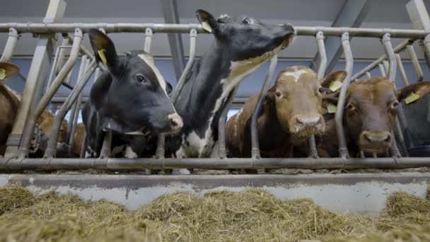 Krowy Jedzące Słomkę Klatce Paszy Dla Zwierząt Przemysłowych Norwegii — Wideo stockowe