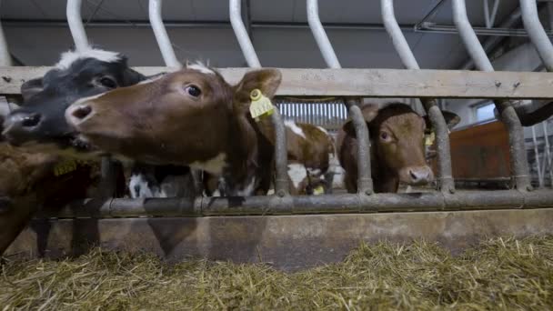 Static Close Shot Cows Eating Straw Hay Feedlot — Video