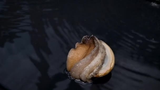 Satu Abalon Tergeletak Punggungnya Membalik Menggunakan Kaki Yang Kuat — Stok Video