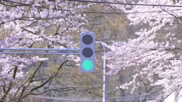 Tournage Feux Circulation Passant Vert Rouge Entouré Sakura Cerisiers Fleurs — Video