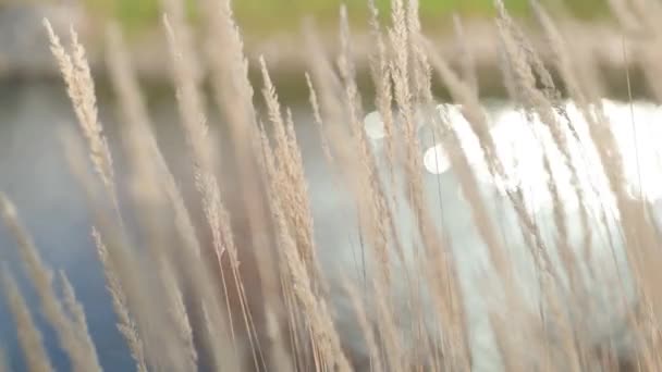 Long Wild Grass Swaying Wind Pond Background Sunlight Beautifully Reflecting — Stockvideo