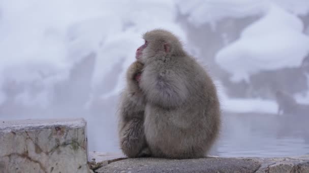 在长野 Jigokudani Yaen Koen 寒冷的冬天 雪猴聚在一起 — 图库视频影像