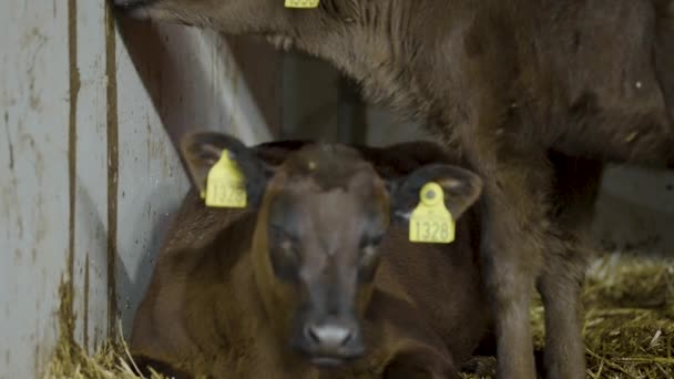 Close Black Brown Baby Cow Dairy Farm Norway — стокове відео