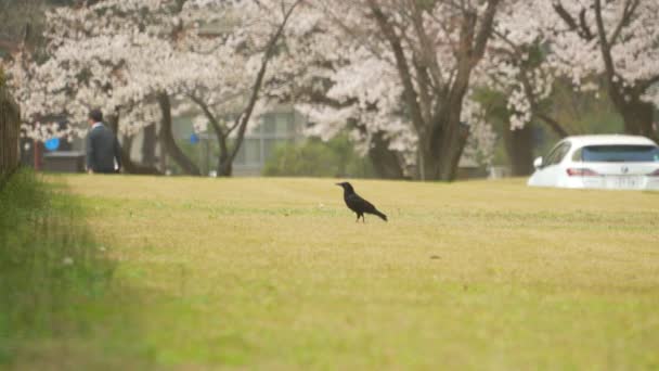 Shot Large Billed Crow Foraging Green Field Middle Park People — Stok Video