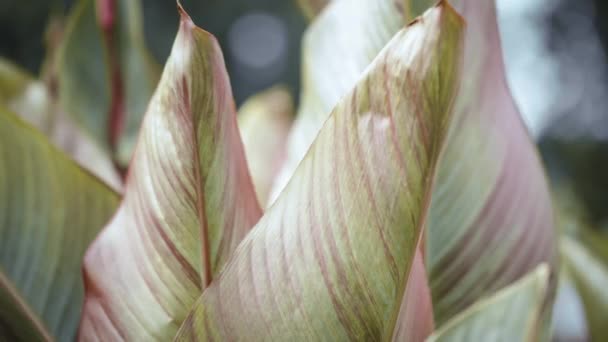 Beautiful Colorful Large Plant Leaves Swaying Wind Close Time Lapse — Vídeo de stock