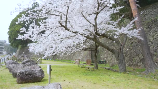 日本神奈川市 苍白的粉色花瓣像雪一样飘落 背景是樱花树 绿地下面是长椅 — 图库视频影像