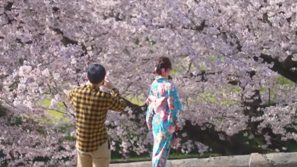 Νεαρή Γιαπωνέζα Κιμονό Ποζάρει Για Φωτογραφίες Μπροστά Από Πανέμορφα Δέντρα — Αρχείο Βίντεο