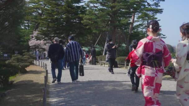 背景に桜の木がある兼六園を歩く着物姿の日本人や面のショット — ストック動画