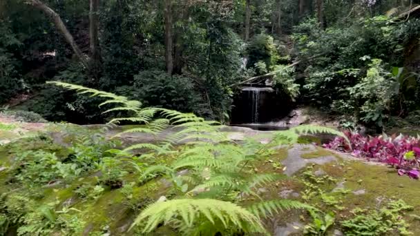 リオデジャネイロを背景に小さな滝のある緑と熱帯植物と前景の葉を動かす小さな風 — ストック動画