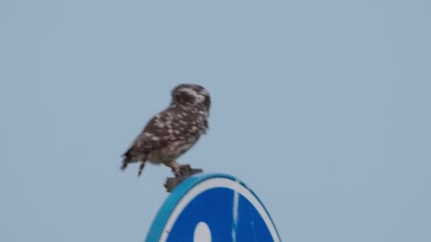 Little Owl Sitting Sign Board Looking — Vídeo de Stock
