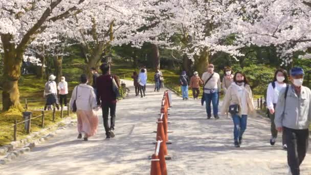 Japanere Iført Masker Slentre Sakura Visning Kenrokuen Garden Sakura Sæson – Stock-video