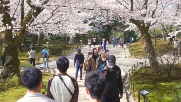 Strzał Japończyków Maskach Spacerujących Cieszących Się Sezonem Sakura Kenrokuen Garden — Wideo stockowe