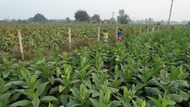 Indian Child Farm Running Aerial View Village Aera Road Vintage — Video