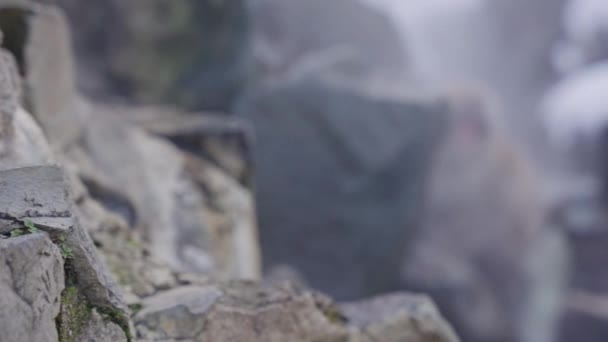 Scimmia Delle Nevi Nascosta Tra Rocce Relax Nella Bocca Del — Video Stock