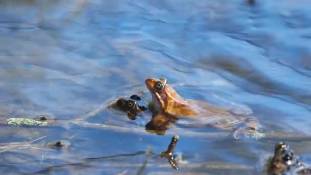 淡水池のほとりで2羽のカエルが交尾 — ストック動画