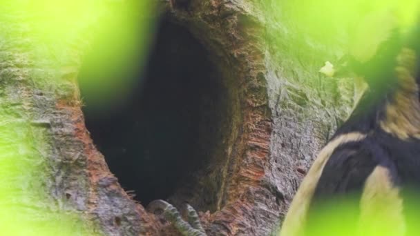 Wildlife Birdwatching Scene Woodpecker Chick Fed Mother Στατικός Ημέρα — Αρχείο Βίντεο