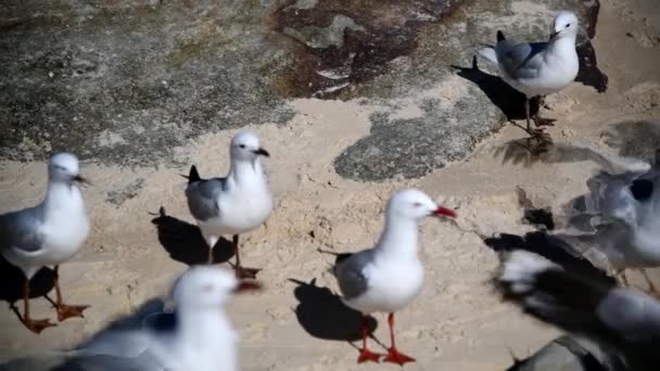 Seagulls Close Wildlife Seabirds Seagulls Birdwatching Wild Life Animals Close — Stock video