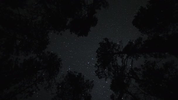 Night Sky Time Lapse Stars Overhead Silhouetted Trees Forest — Wideo stockowe