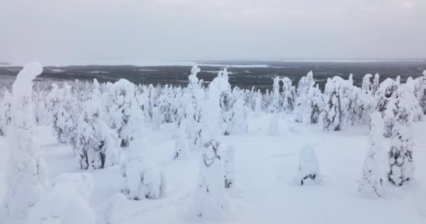 Aerial View Snow Covered Trees Cloudy Riisitunturi National Park Lapland — Vídeos de Stock