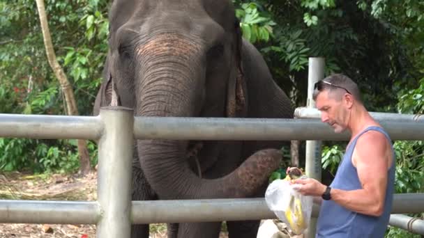 Male Caucasian Tourist Feeding Elephant Steel Fence Ripe Bananas Koh — Stock video