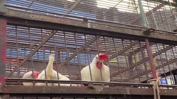 Close Van Drie Witte Duivinnen Roestige Kooi Een Aziatische Natte — Stockvideo